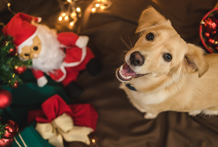 Dog at Christmas, pets